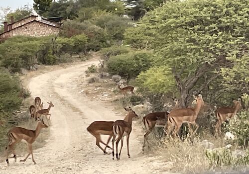 Impalas in the way to reception